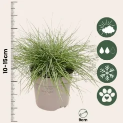 Krukkeplanter Indendørs^Blå bjørnegræs - Sæt med 3 - Festuca glauca 'Elijah Blue' - Højde 10-15cm - ⌀9cm