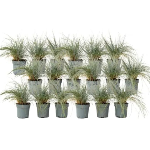 Haveplanter^Blå bjørnegræs - Sæt x18 - Festuca glauca 'Elijah Blue' - Højde 10-15cm - ⌀9cm