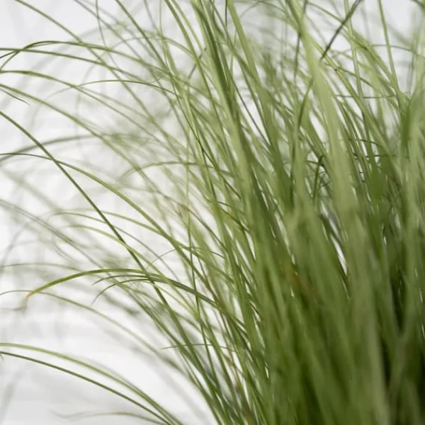 Haveplanter^Blå bjørnegræs - Sæt x18 - Festuca glauca 'Elijah Blue' - Højde 10-15cm - ⌀9cm