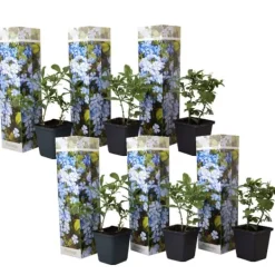 Blå blyrod - Sæt med 6 - Plumbago auriculata - Højde 25-40cm - ⌀9cm Blomster