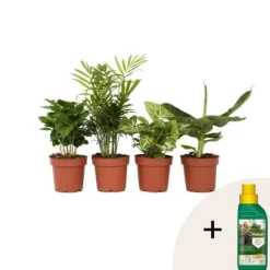 Krukkeplanter Indendørs^Blanding af stueplanter - Sæt med 4 - Højde 25-40cm - ⌀12cm