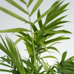 Krukkeplanter Indendørs^Blanding af stueplanter - Sæt med 4 - Højde 25-40cm - ⌀12cm