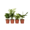 Krukkeplanter Indendørs^Blanding af stueplanter - Sæt med 4 - Højde 25-40cm - ⌀12cm