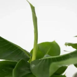 Krukkeplanter Indendørs^Blanding af stueplanter - Sæt med 4 - Højde 25-40cm - ⌀12cm