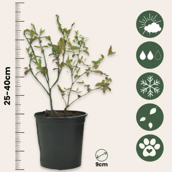 Buskads^Blåbær - Sæt med 3 - Vaccinium corymbosum 'Sunshine Blue' - Højde 25-40cm - ⌀9cm