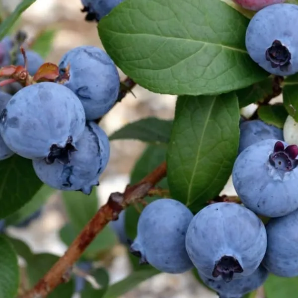 Buskads^Blåbær - Sæt med 3 - Vaccinium corymbosum 'Sunshine Blue' - Højde 25-40cm - ⌀9cm