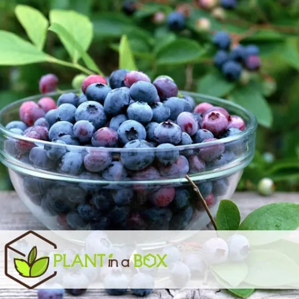 Buskads^Blåbær - Sæt med 3 - Vaccinium corymbosum 'Sunshine Blue' - Højde 25-40cm - ⌀9cm