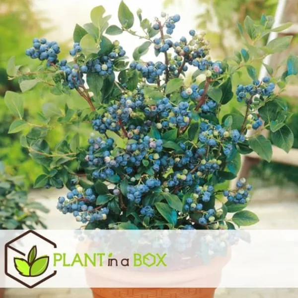 Buskads^Blåbær - Sæt med 3 - Vaccinium corymbosum 'Sunshine Blue' - Højde 25-40cm - ⌀9cm