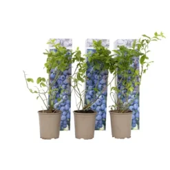 Blåbær - Sæt med 6 - Vaccinium corymbosum 'Sunshine Blue' - Højde 25-40cm - ⌀9cm Buskads