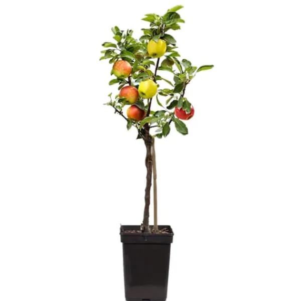 Discount Æbletræ - Sæt med 1 - Malus - Højde 60-70cm - ⌀17cm Træ