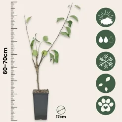 Discount Æbletræ - Sæt med 1 - Malus - Højde 60-70cm - ⌀17cm Træ