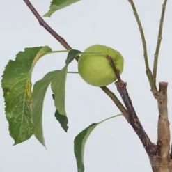 Discount Æbletræ - Sæt med 1 - Malus - Højde 60-70cm - ⌀17cm Træ