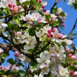 Discount Æbletræ - Sæt med 1 - Malus - Højde 60-70cm - ⌀17cm Træ