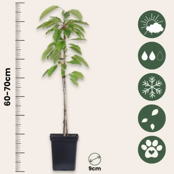 Træ^Æbletræ - Sæt med 3 - Malus - Højde 60-70cm - ⌀9cm