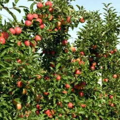 Træ^Æbletræ - Sæt med 3 - Malus - Højde 60-70cm - ⌀9cm