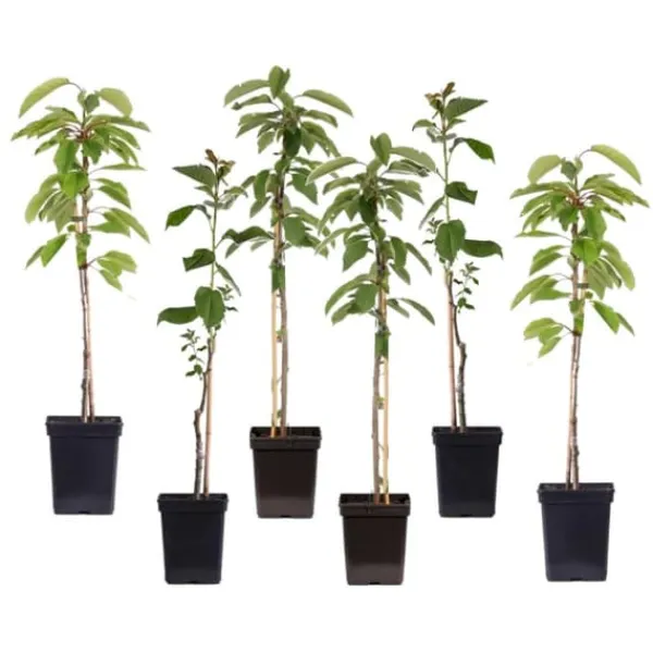 Outlet Æbletræ - Sæt med 6 - Malus - Højde 60-70cm - ⌀9cm Træ