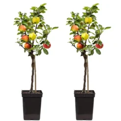 Træ^Æbletræ - Sæt med 2 - Malus - Højde 60-70cm - ⌀17cm