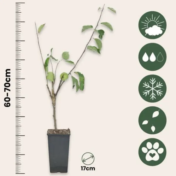 Træ^Æbletræ - Sæt med 2 - Malus - Højde 60-70cm - ⌀17cm