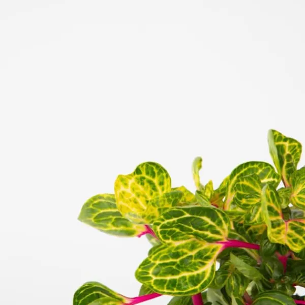 Krukkeplanter Indendørs^Blodblad - Iresine herbstii - Højde 20-30cm - ⌀13cm