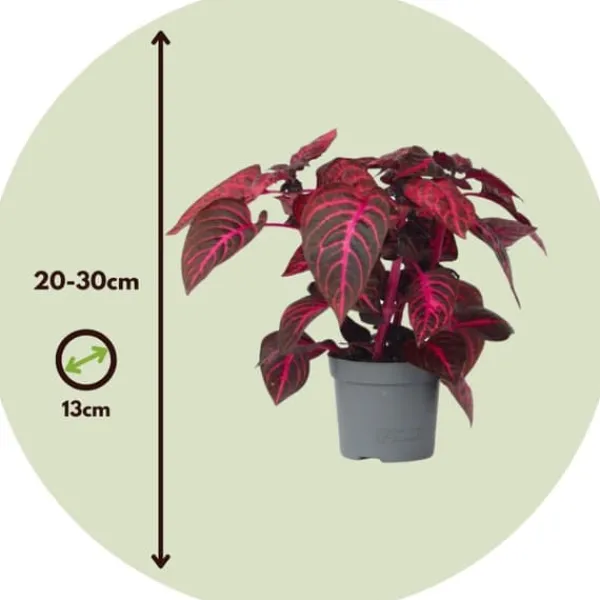 Krukkeplanter Indendørs^Blodblad - Iresine herbstii - Højde 20-30cm - ⌀13cm