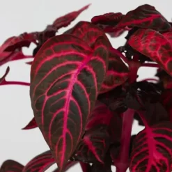 Krukkeplanter Indendørs^Blodblad - Iresine herbstii - Højde 20-30cm - ⌀13cm