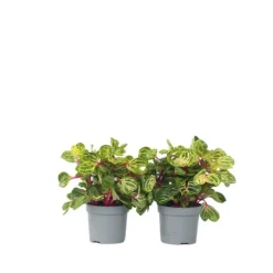 Hot Blodblad - Sæt med 2 - Iresine herbstii - Højde 20-30cm - ⌀13cm Krukkeplanter Indendørs