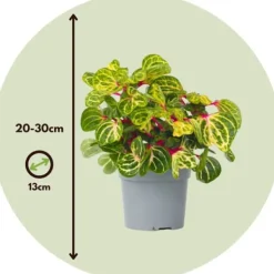 Hot Blodblad - Sæt med 2 - Iresine herbstii - Højde 20-30cm - ⌀13cm Krukkeplanter Indendørs