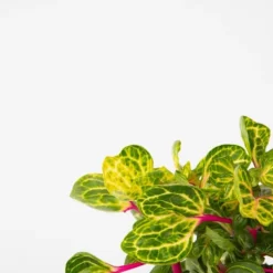 Hot Blodblad - Sæt med 2 - Iresine herbstii - Højde 20-30cm - ⌀13cm Krukkeplanter Indendørs