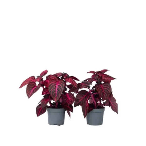 Best Blodblad - Sæt med 2 - Iresine herbstii - Højde 20-30cm - ⌀13cm Krukkeplanter Indendørs