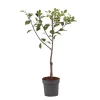 Outlet Blommetræ - Prunus domestica 'Opal' - Højde 90-100cm - ⌀21cm Træ