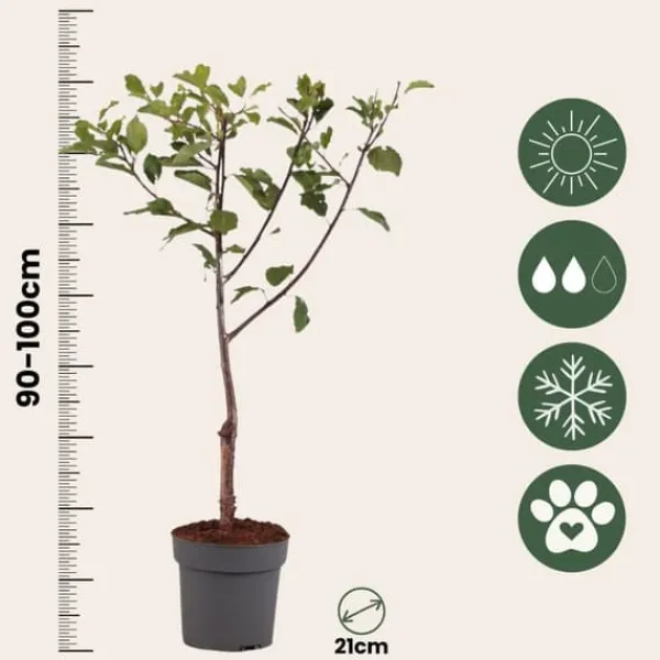 Outlet Blommetræ - Prunus domestica 'Opal' - Højde 90-100cm - ⌀21cm Træ