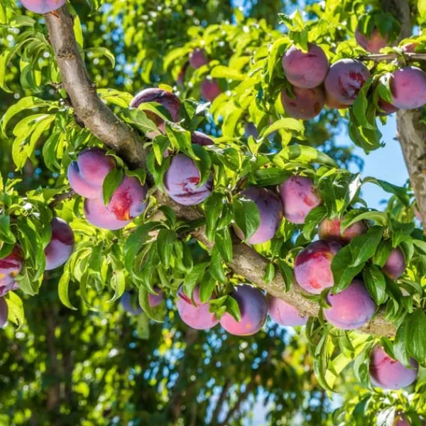 Outlet Blommetræ - Prunus domestica 'Opal' - Højde 90-100cm - ⌀21cm Træ