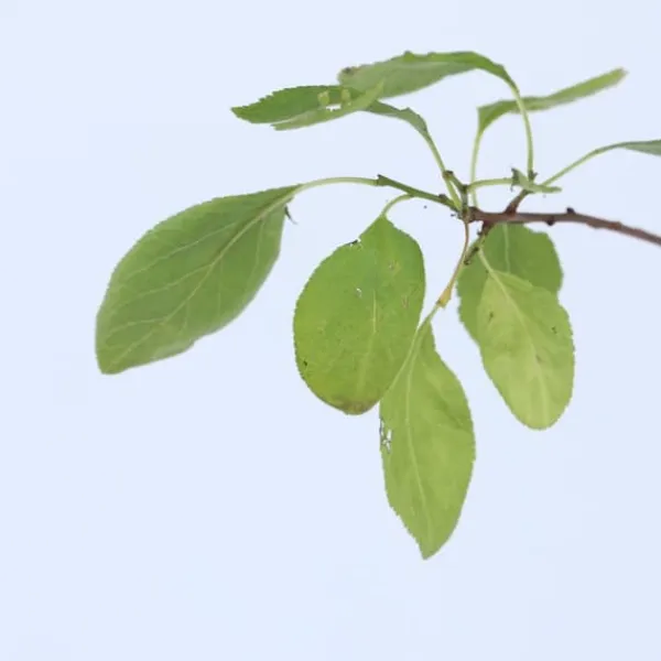 Outlet Blommetræ - Prunus domestica 'Opal' - Højde 90-100cm - ⌀21cm Træ