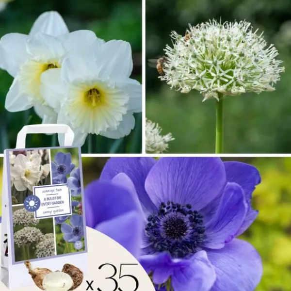 Best Blomsterløg - 35 stk - Sunny Garden Box - Anemone, Allium, Påskelilje Frø