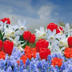 Blomsterløg fra Holland - Sæt med 125 - Flerfarvet Frø