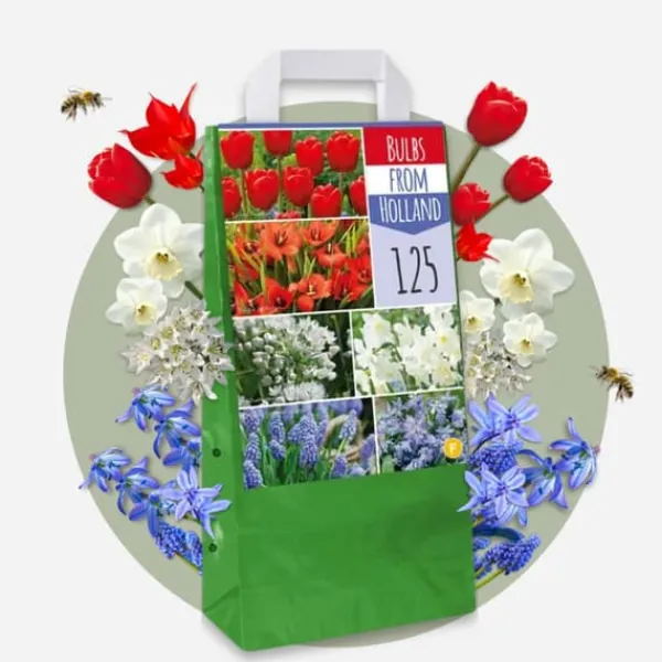Blomsterløg fra Holland - Sæt med 125 - Flerfarvet Frø