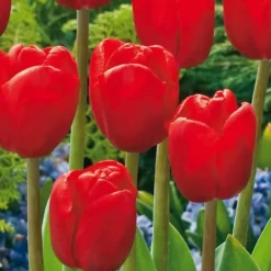 Blomsterløg fra Holland - Sæt med 125 - Flerfarvet Frø