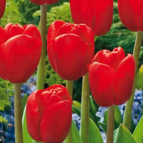 Blomsterløg fra Holland - Sæt med 125 - Flerfarvet Frø