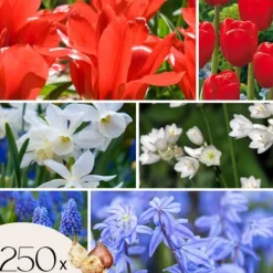 Hot Blomsterløg fra Holland - Sæt med 250 - Flerfarvet Frø