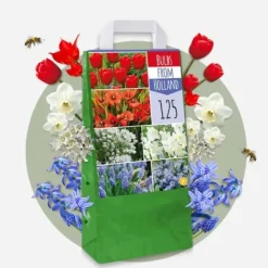 Hot Blomsterløg fra Holland - Sæt med 250 - Flerfarvet Frø