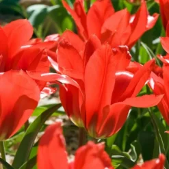 Hot Blomsterløg fra Holland - Sæt med 250 - Flerfarvet Frø