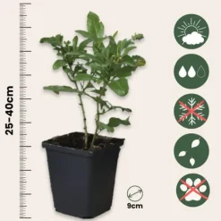 Blyrod - Sæt med 3 - Plumbago auriculata - Højde 25-40cm - ⌀9cm Haveplanter