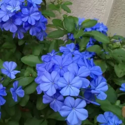 Blyrod - Sæt med 3 - Plumbago auriculata - Højde 25-40cm - ⌀9cm Haveplanter