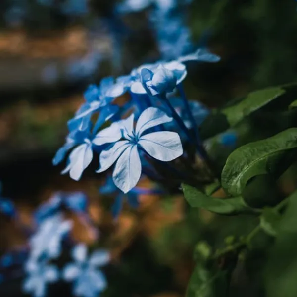 Blyrod - Sæt med 3 - Plumbago auriculata - Højde 25-40cm - ⌀9cm Haveplanter