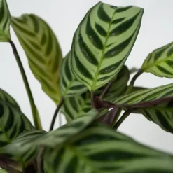 Krukkeplanter Indendørs^Bønneplante - Ctenanthe 'Amagris' - Højde 20-30cm - ⌀12cm
