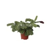 Krukkeplanter Indendørs^Bønneplante - Ctenanthe 'burle-marxii' - Højde 30-40cm - ⌀14cm