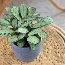 Krukkeplanter Indendørs^Bønneplante - Ctenanthe 'burle-marxii' - Højde 30-40cm - ⌀14cm