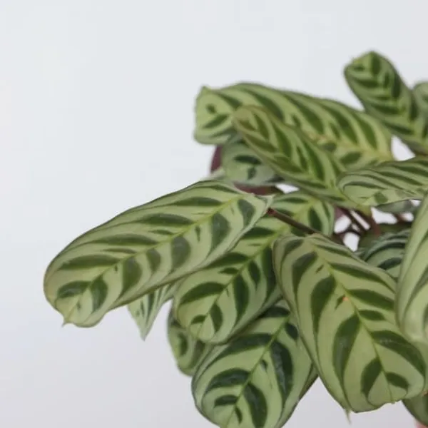 Krukkeplanter Indendørs^Bønneplante - Ctenanthe 'burle-marxii' - Højde 30-40cm - ⌀14cm