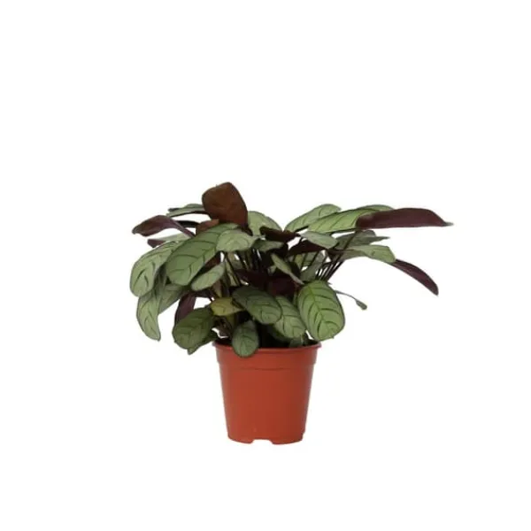 Krukkeplanter Indendørs^Bønneplante - Ctenanthe burle-marxii 'Amagris' - Højde 25-35cm - ⌀14cm