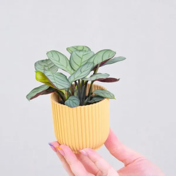 Krukkeplanter Indendørs^Bønneplante - Ctenanthe burle-marxii 'Amagris' - Højde 25-35cm - ⌀14cm